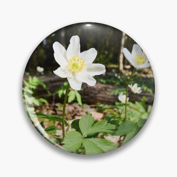 Item preview, White flowers. Wood anemone designed and sold by Jouko Lehto Photography.