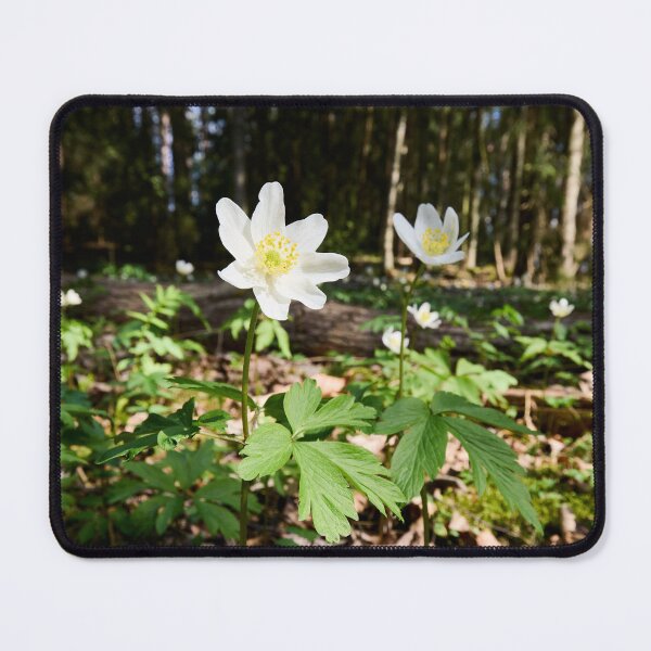 Item preview, White flowers. Wood anemone designed and sold by Jouko Lehto Photography.