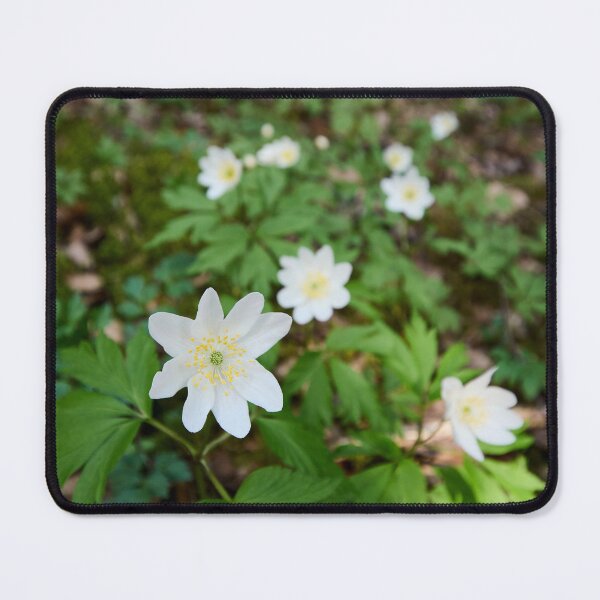 Item preview, White line. Wood anemone designed and sold by Jouko Lehto Photography.