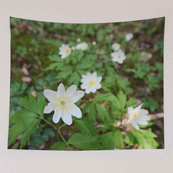Item preview, White line. Wood anemone designed and sold by Jouko Lehto Photography.