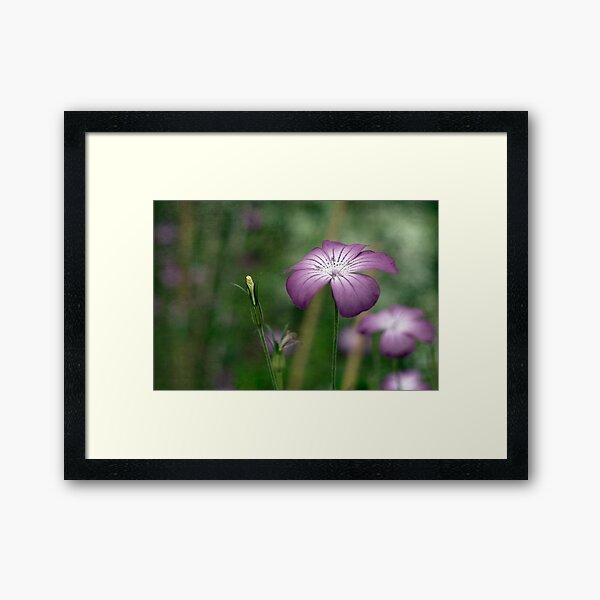 Corncockle Framed Art Print