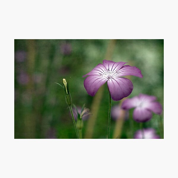Corncockle Photographic Print