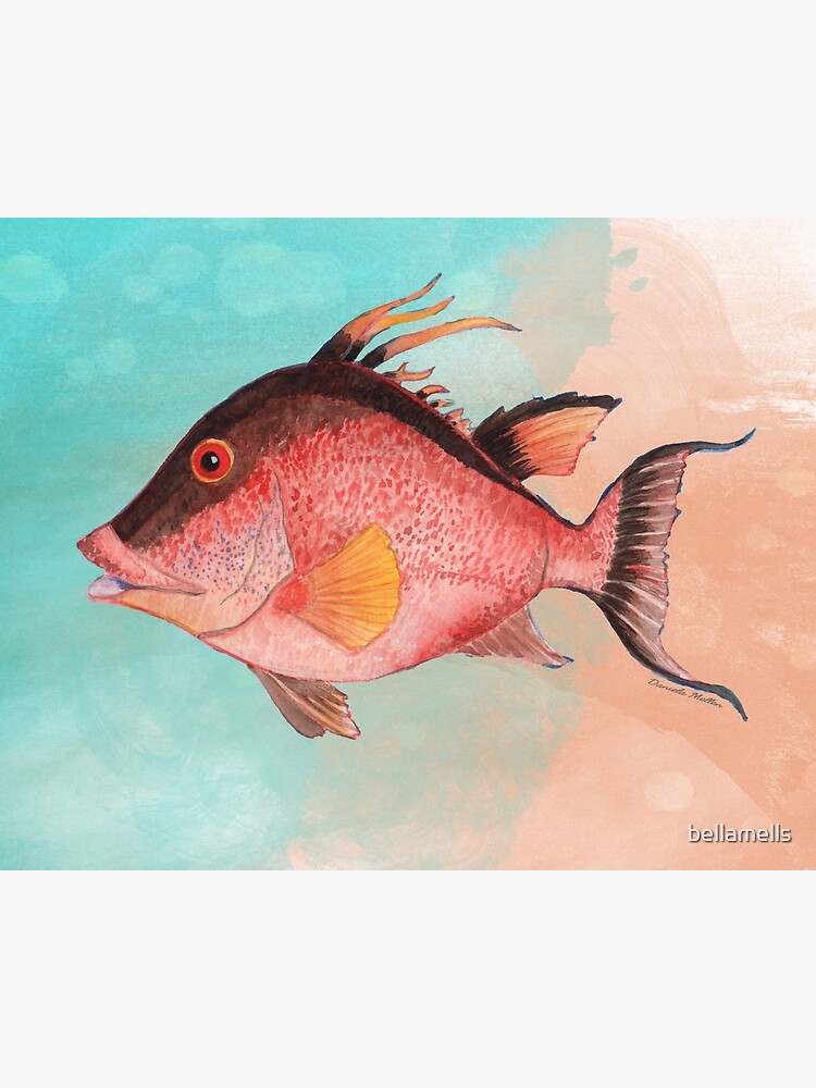 “Watercolor Painting of a Hogfish Fish” Poster by bellamells | Redbubble