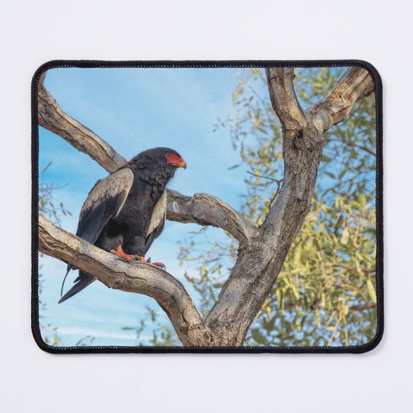Item preview, Bateleur Eagle designed and sold by Kay Brewer.