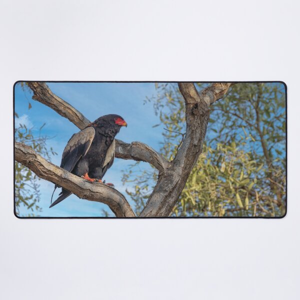 Item preview, Bateleur Eagle designed and sold by Kay Brewer.