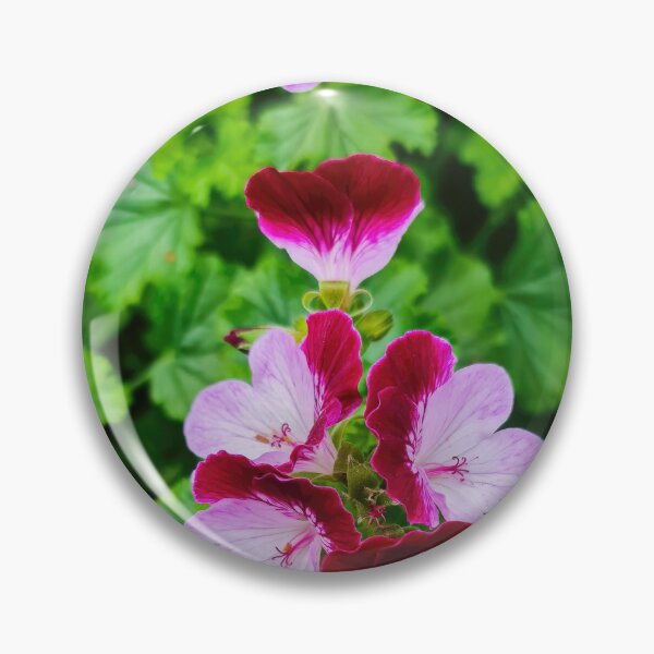 Item preview, Pelargonium flowers designed and sold by nastiaart.