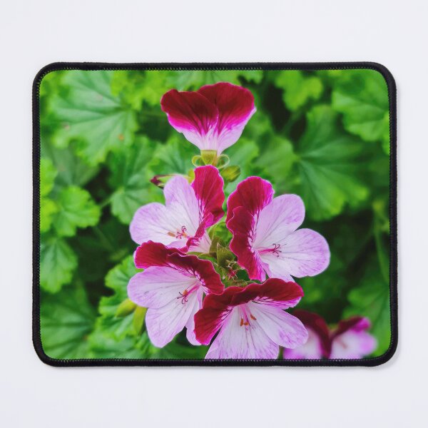 Item preview, Pelargonium flowers designed and sold by nastiaart.