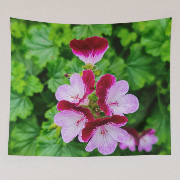 Item preview, Pelargonium flowers designed and sold by nastiaart.
