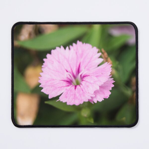 Item preview, Dianthus_02 designed and sold by ROSE ANN BANILAR.