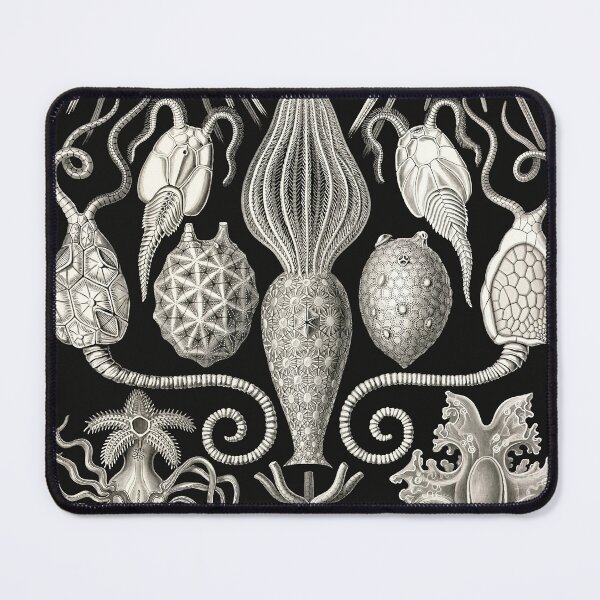 Item preview, Amphoridea, Kunstformen der Natur Ernst Haeckel designed and sold by Glimmersmith.