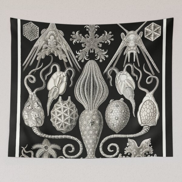 Item preview, Amphoridea, Kunstformen der Natur Ernst Haeckel designed and sold by Glimmersmith.