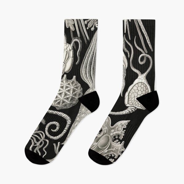 Item preview, Amphoridea, Kunstformen der Natur Ernst Haeckel designed and sold by Glimmersmith.