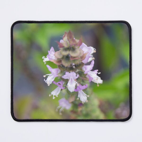 Item preview, Basil Plant designed and sold by ROSE ANN BANILAR.
