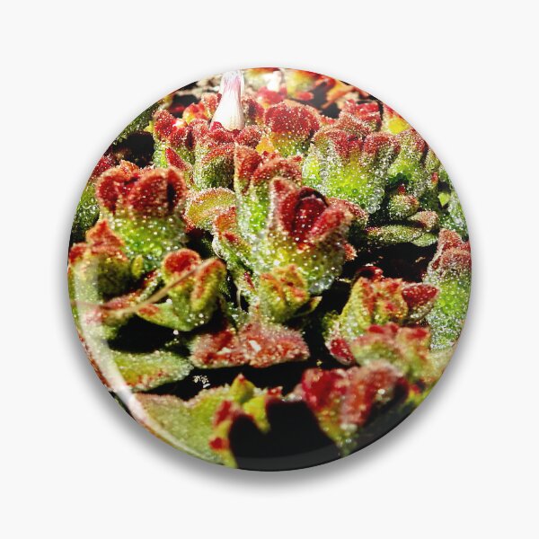 Item preview, SUCCULENT, CHRYSTALLINE ICE PLANT designed and sold by AussieAl.