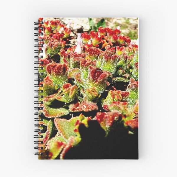 Item preview, SUCCULENT, CHRYSTALLINE ICE PLANT designed and sold by AussieAl.
