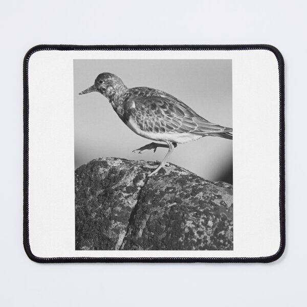 Item preview, Ruddy Turnstone On Coastal Rock designed and sold by risagradyi.