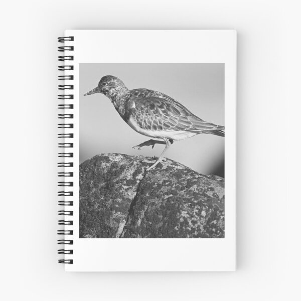Item preview, Ruddy Turnstone On Coastal Rock designed and sold by risagradyi.