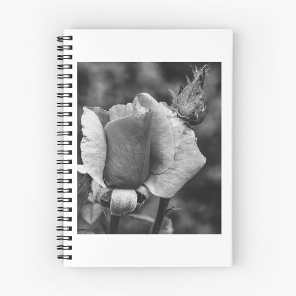 Item preview, Withered Rose Bud designed and sold by risagradyi.