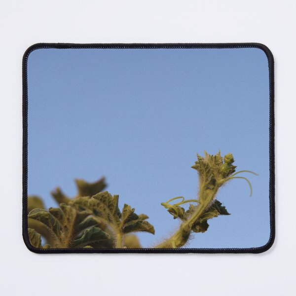 Item preview, Watermelon plant grows its fruit designed and sold by zuhairiphotos.
