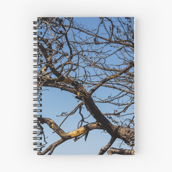 Item preview, Leafless Tree Branches With Pine Cones Against Clear Blue Sky, Winter Dry Texture designed and sold by Nmallia.