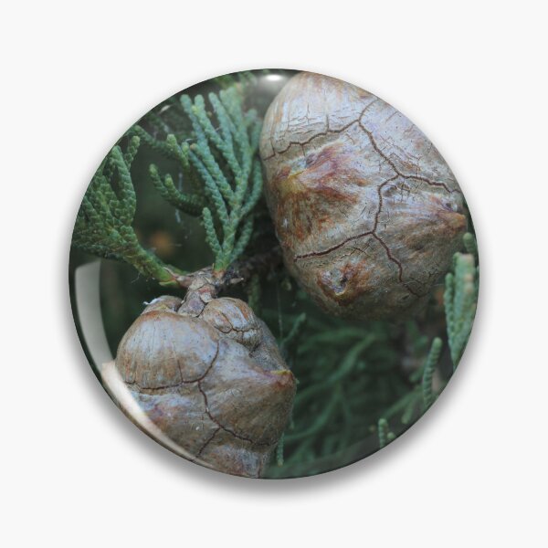 Item preview, Pine seeds designed and sold by misstk.