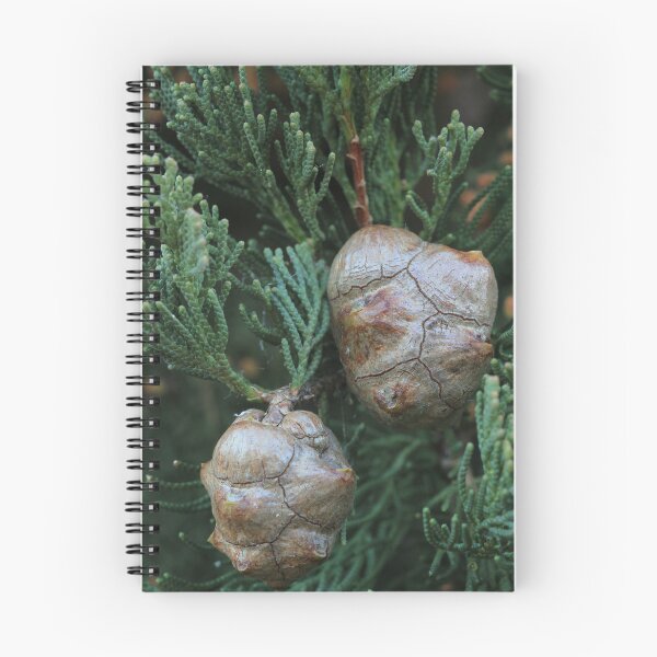 Item preview, Pine seeds designed and sold by misstk.