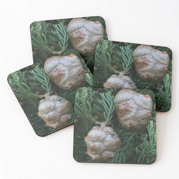 Item preview, Pine seeds designed and sold by misstk.