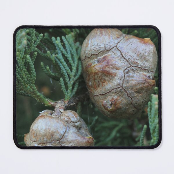 Item preview, Pine seeds designed and sold by misstk.
