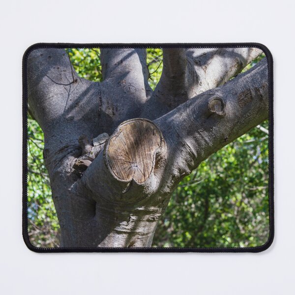 Item preview, Tree Trunk With Pruned Branch Scar in Sunlit Forest Showing Bark Texture and Growth Rings designed and sold by Nmallia.
