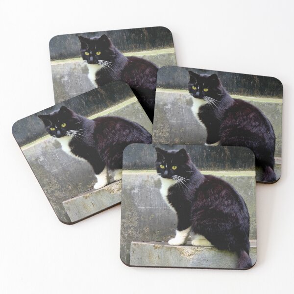 Item preview, Black Cat Photo  designed and sold by PamLeeDesign.