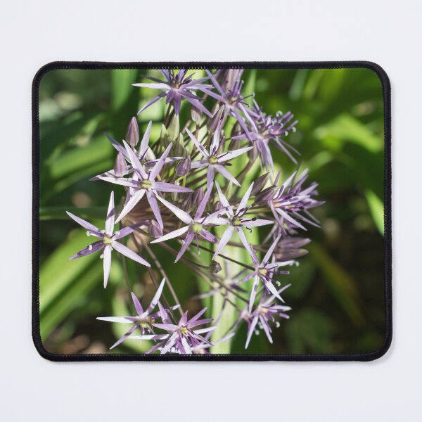 Item preview, Silvery Purple Star Of Persia Allium Blossoms designed and sold by Georgia Mizuleva.