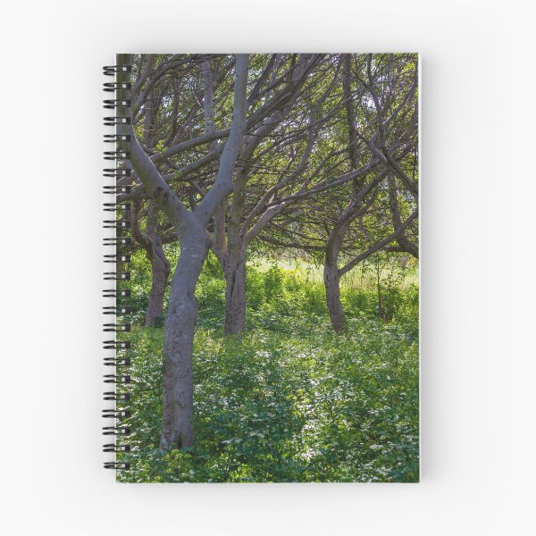 Item preview, Sunlit Woodland With Curved Tree Trunks And Lush Green Understory In Summer Forest designed and sold by Nmallia.