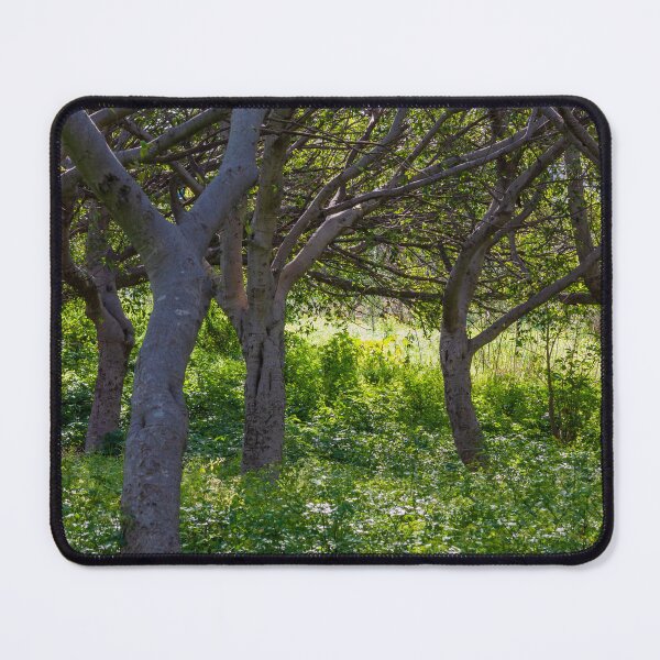 Item preview, Sunlit Woodland With Curved Tree Trunks And Lush Green Understory In Summer Forest designed and sold by Nmallia.