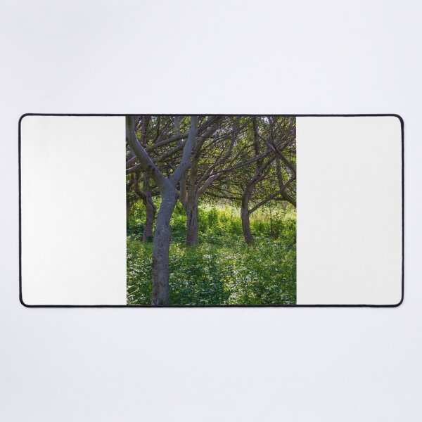 Item preview, Sunlit Woodland With Curved Tree Trunks And Lush Green Understory In Summer Forest designed and sold by Nmallia.