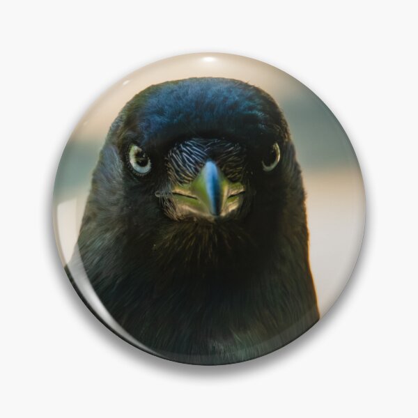 Item preview, Cheeky Jackdaw struttin' about the footpath designed and sold by StelleryART.