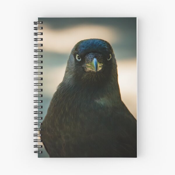Item preview, Cheeky Jackdaw struttin' about the footpath designed and sold by StelleryART.