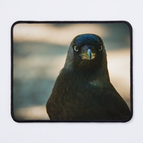 Item preview, Cheeky Jackdaw struttin' about the footpath designed and sold by StelleryART.