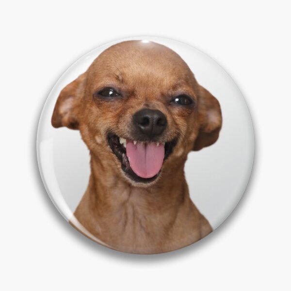 Item preview, Funny Smiling Chihuahua Sticker | Chaos Dog Meme designed and sold by Daniri - Shop.