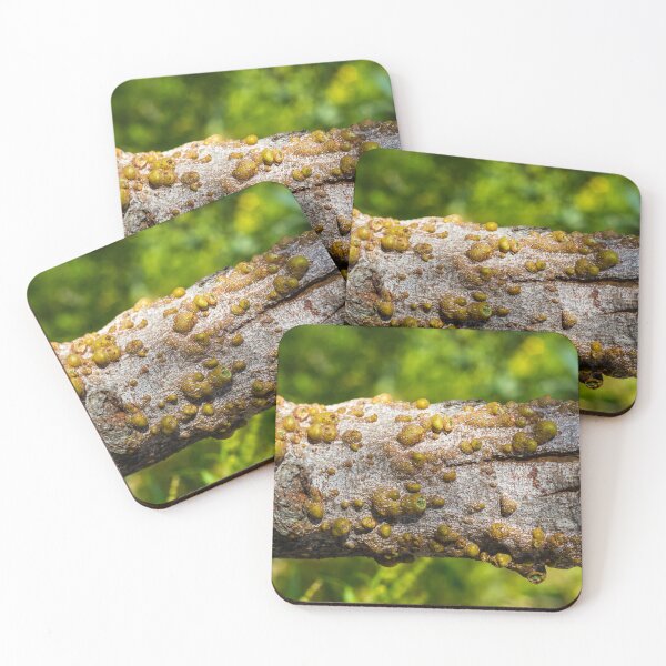 Item preview, Closeup Of Tree Bark With Green Galls And Resinous Growths On Weathered Branch In Nature designed and sold by Nmallia.