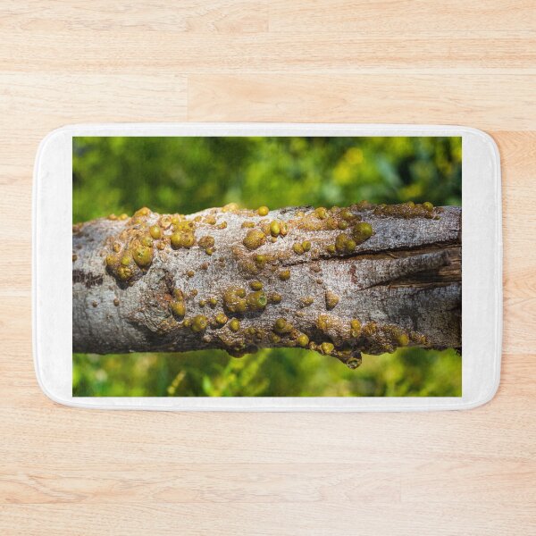 Item preview, Closeup Of Tree Bark With Green Galls And Resinous Growths On Weathered Branch In Nature designed and sold by Nmallia.