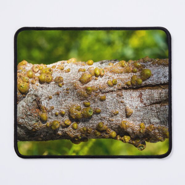 Item preview, Closeup Of Tree Bark With Green Galls And Resinous Growths On Weathered Branch In Nature designed and sold by Nmallia.