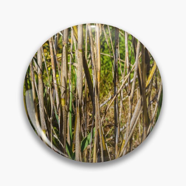 Item preview, Close-Up Of Dry Reed Stalks And New Green Shoots In Sunlit Marsh Vegetation Scene designed and sold by Nmallia.