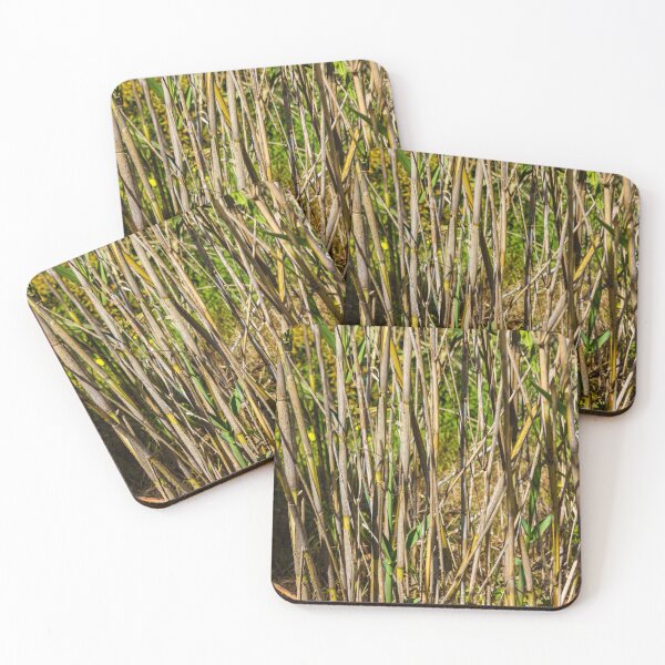 Item preview, Close-Up Of Dry Reed Stalks And New Green Shoots In Sunlit Marsh Vegetation Scene designed and sold by Nmallia.