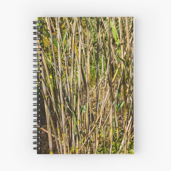 Item preview, Close-Up Of Dry Reed Stalks And New Green Shoots In Sunlit Marsh Vegetation Scene designed and sold by Nmallia.