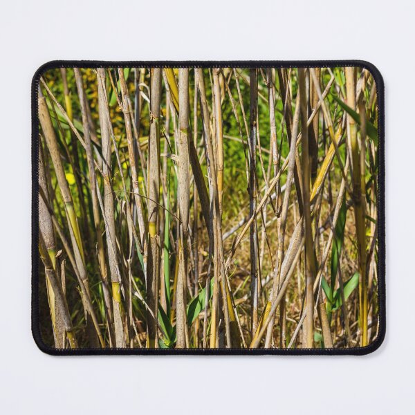 Item preview, Close-Up Of Dry Reed Stalks And New Green Shoots In Sunlit Marsh Vegetation Scene designed and sold by Nmallia.