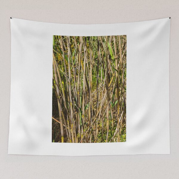 Item preview, Close-Up Of Dry Reed Stalks And New Green Shoots In Sunlit Marsh Vegetation Scene designed and sold by Nmallia.