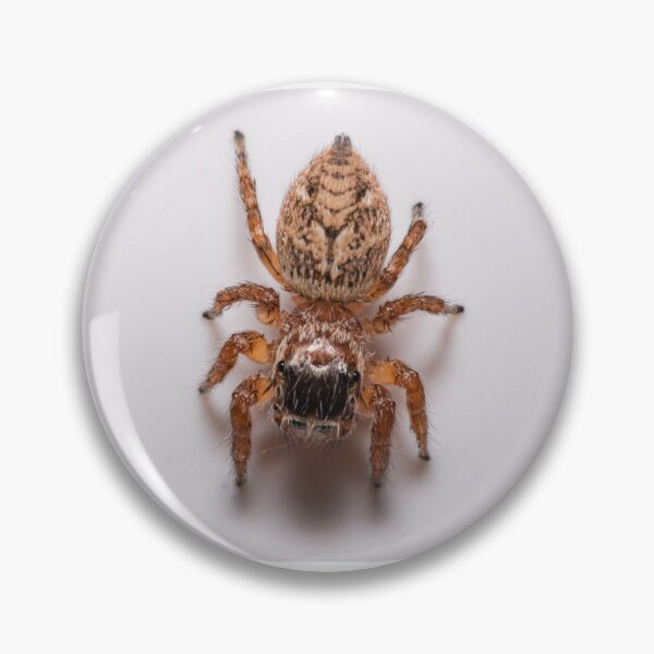 Item preview, Spider designed and sold by XaviFotografia.