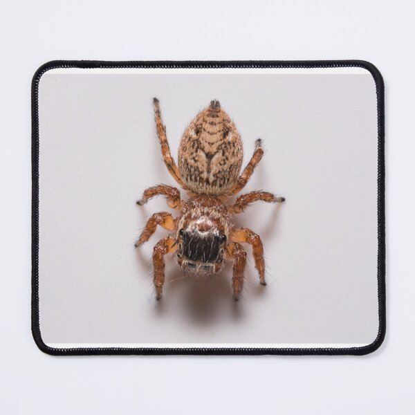 Item preview, Spider designed and sold by XaviFotografia.