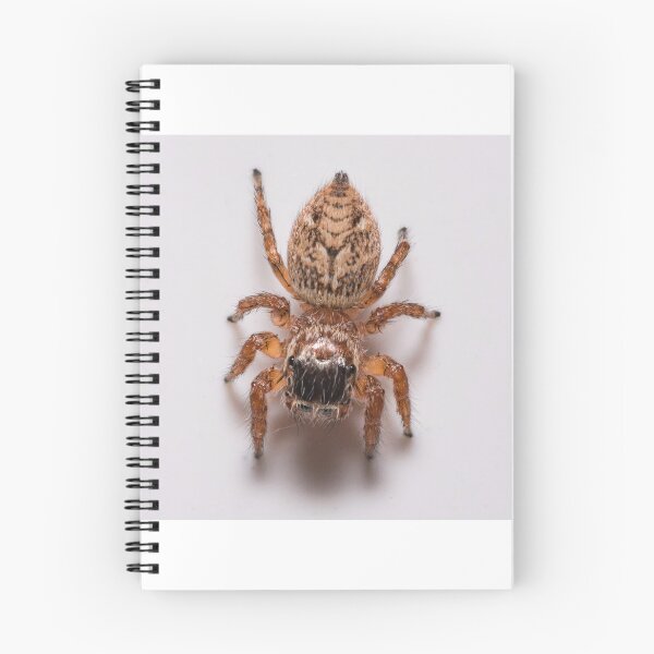 Item preview, Spider designed and sold by XaviFotografia.