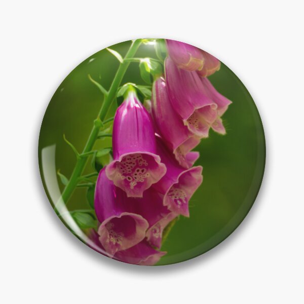 Item preview, Beautiful fox gloves in the sunshine designed and sold by StelleryART.